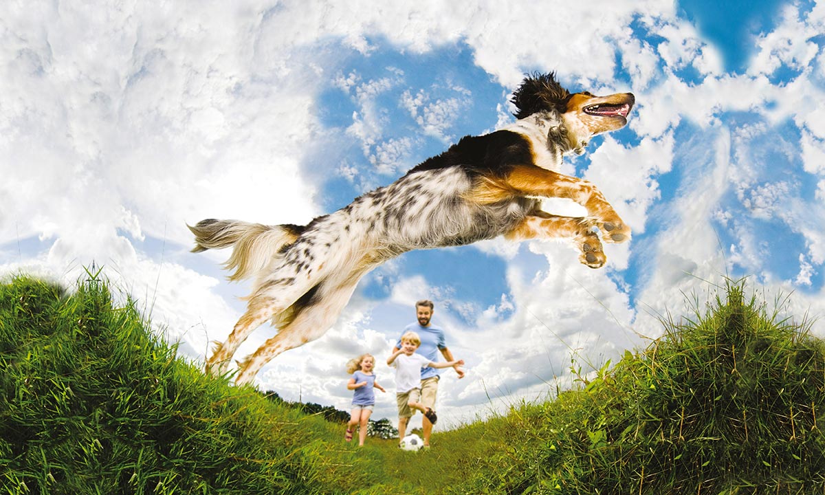 Nutrizione sana e bilanciata per favorire il benessere e la vitalità dei cani di tutte le taglie in base alla loro corporatura secondo il sistema nutrizionale Vitality Life.